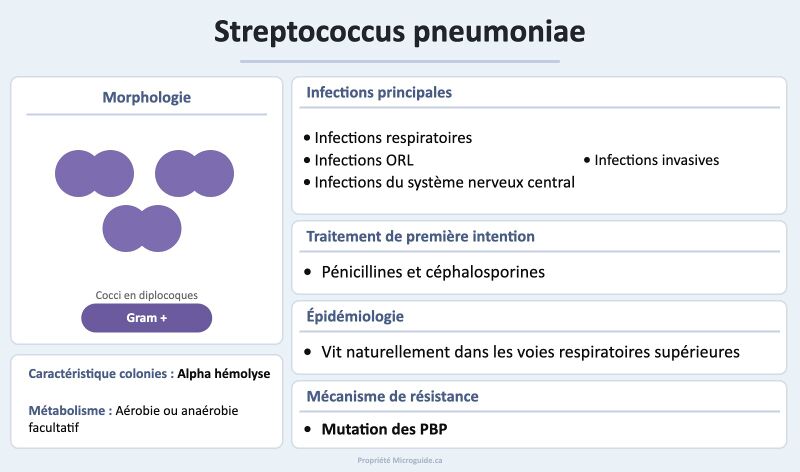 Fichier:Fiche - Streptococcus pneumoniae.jpg
