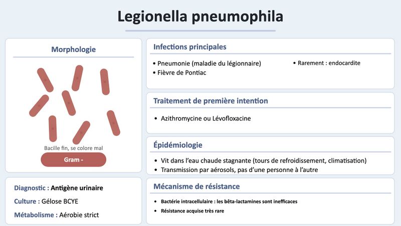 Fichier:Legionella.jpg