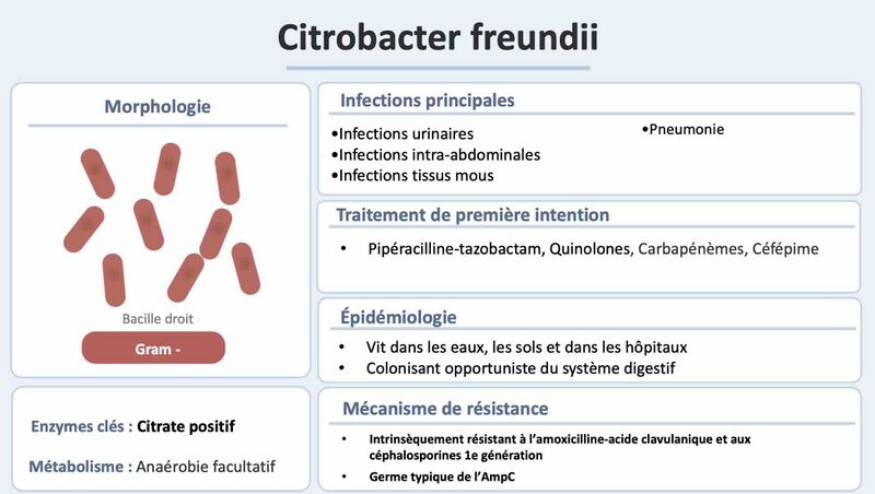 Fichier:Citrobact2.jpg