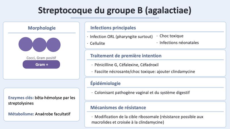 Fichier:Strep B.jpg