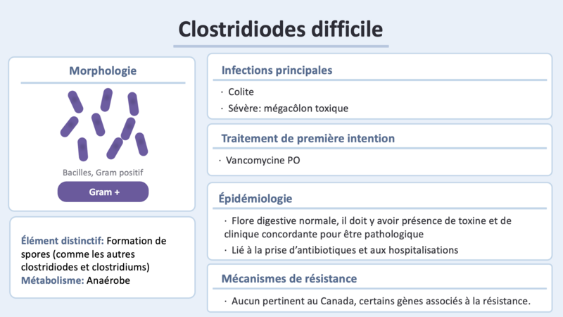 Fichier:C difficile.png