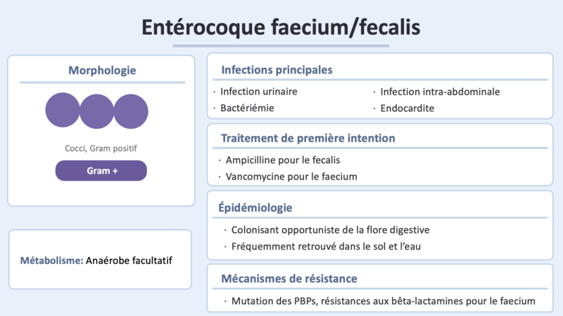 Fichier:Enterocoques.png