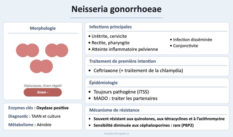 Fichier:Fiche - Neisseria gonorrhoeae.jpg