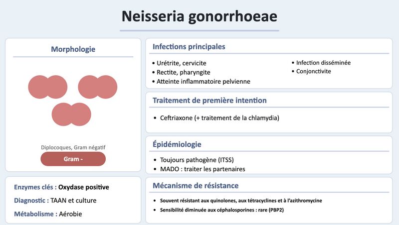 Fichier:N gonorrhoeae.jpg