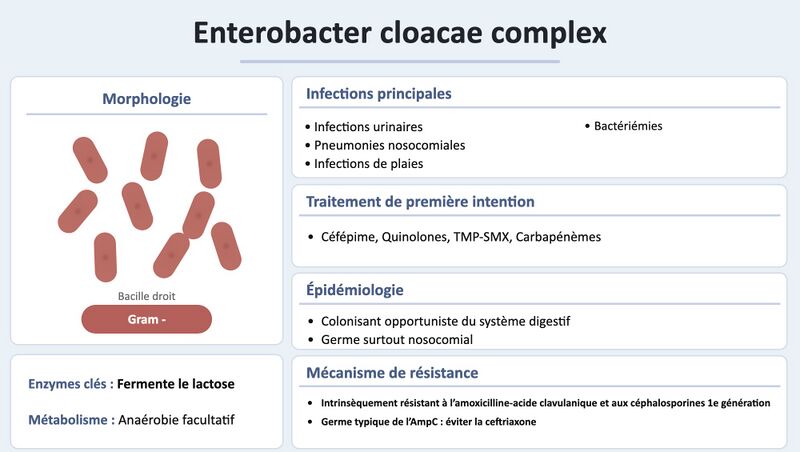Fichier:Enterobacter.jpg