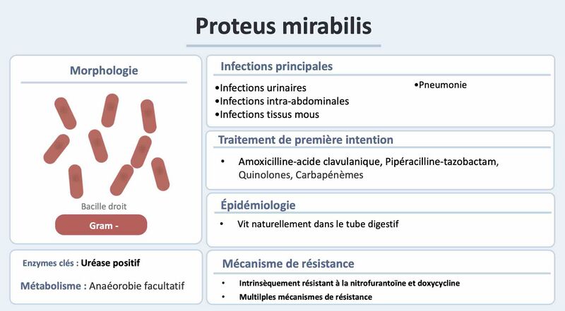 Fichier:P mirabilis.jpg