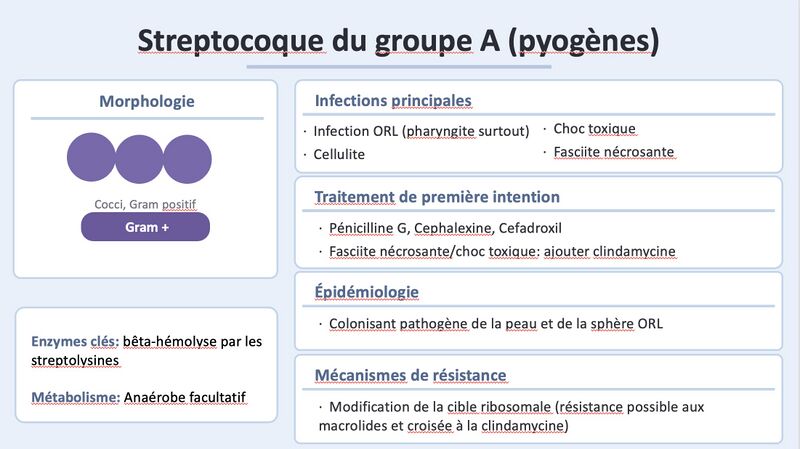 Fichier:Strep groupe A final.jpg