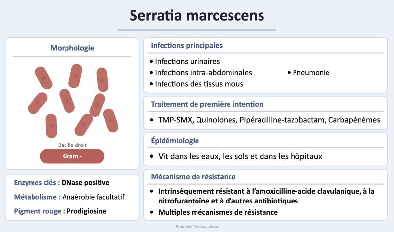 Fichier:Fiche - Serratia marcescens.jpg