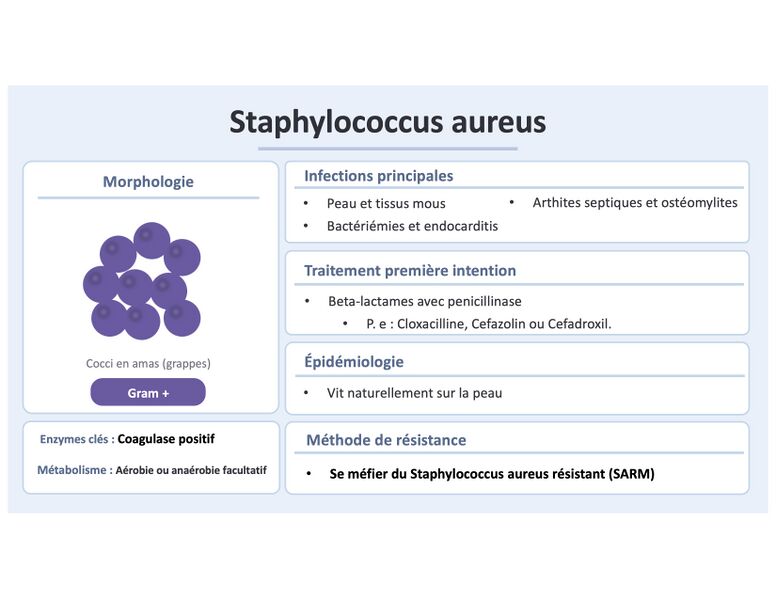 Fichier:Staph aureus.jpg