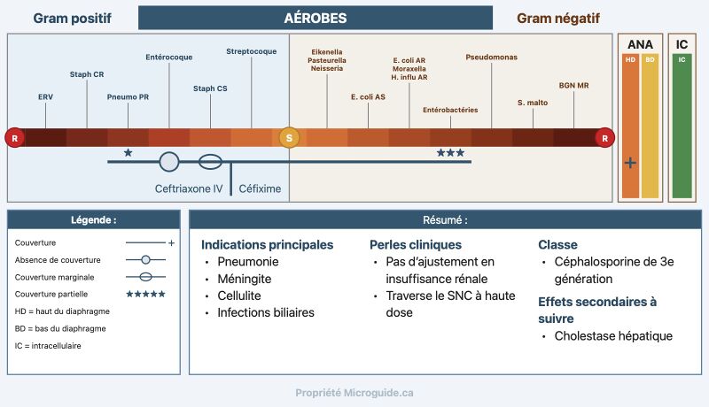 Fichier:Spectre - Ceftriaxone2.jpg