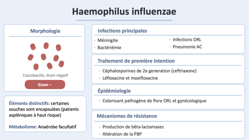 Fichier:H influ.png