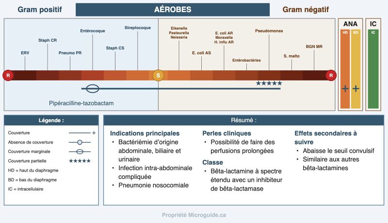 Fichier:Spectre - Pipéracilline-tazobactam.jpg