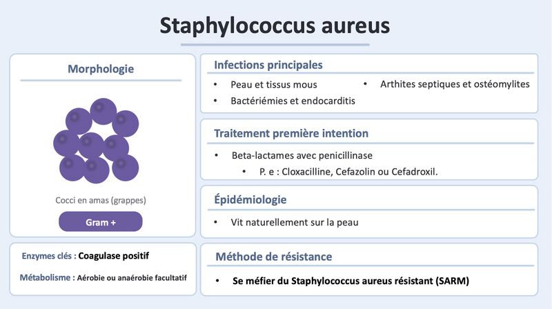 Fichier:Staph aureus officiel off.jpg