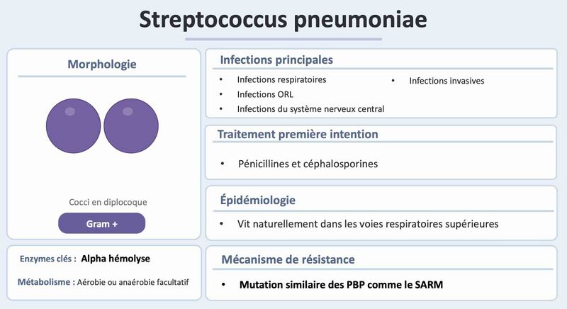 Fichier:S pneumaniae.jpg