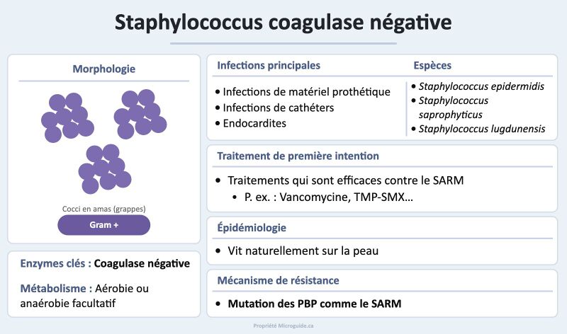 Fichier:Fiche - Staphylococcus coagulase négative.jpg
