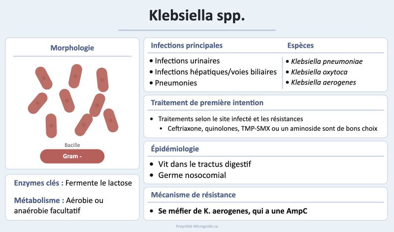 Fichier:Fiche - Klebsiella spp.jpg