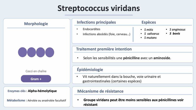 Fichier:S viridans.jpg