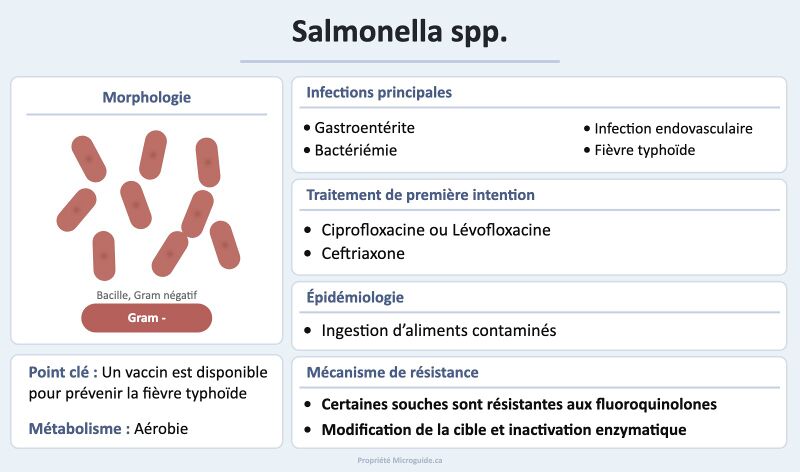 Fichier:Fiche - Salmonella spp.jpg