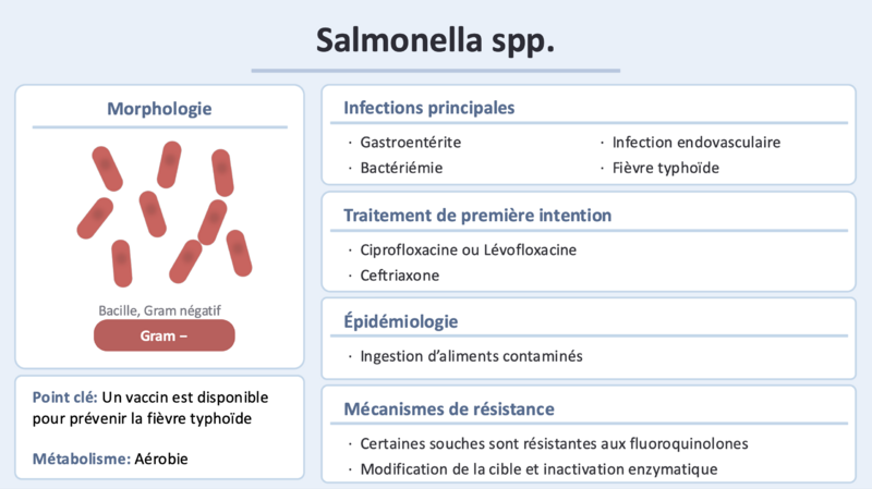 Fichier:Salmonella spp ok.png