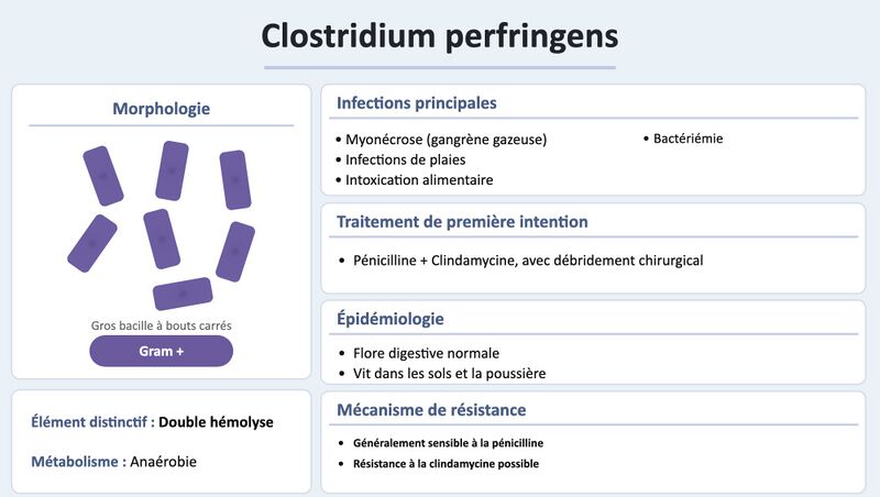 Fichier:C perfringens.jpg