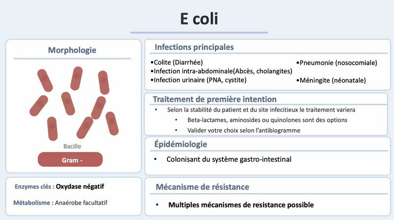 Fichier:E coli.jpg