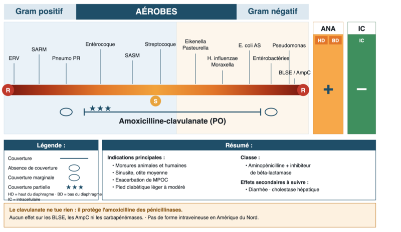 Fichier:Amox-clav.png
