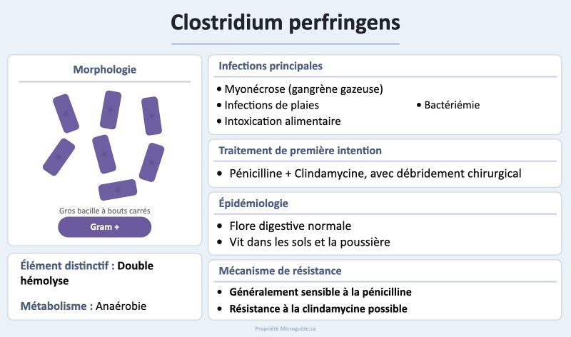 Fichier:Fiche - Clostridium perfringens.jpg