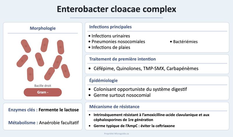 Fichier:Fiche - Enterobacter cloacae complex.jpg