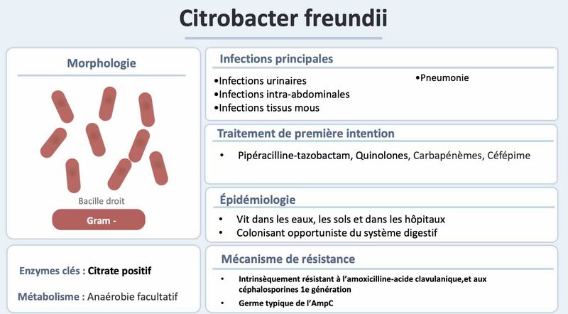 Fichier:Citrobact.jpg
