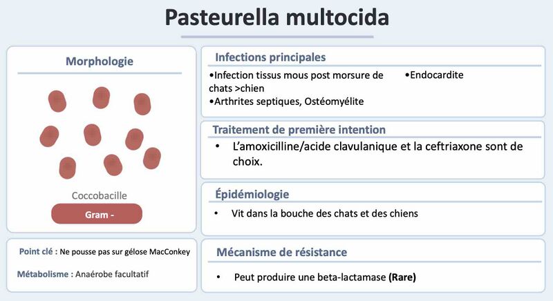 Fichier:Pasteurella.jpg