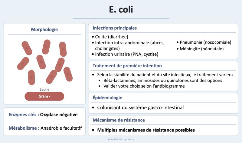 Fichier:Fiche - E coli.jpg