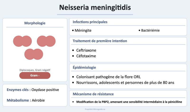 Fichier:Fiche - Neisseria meningitidis.jpg