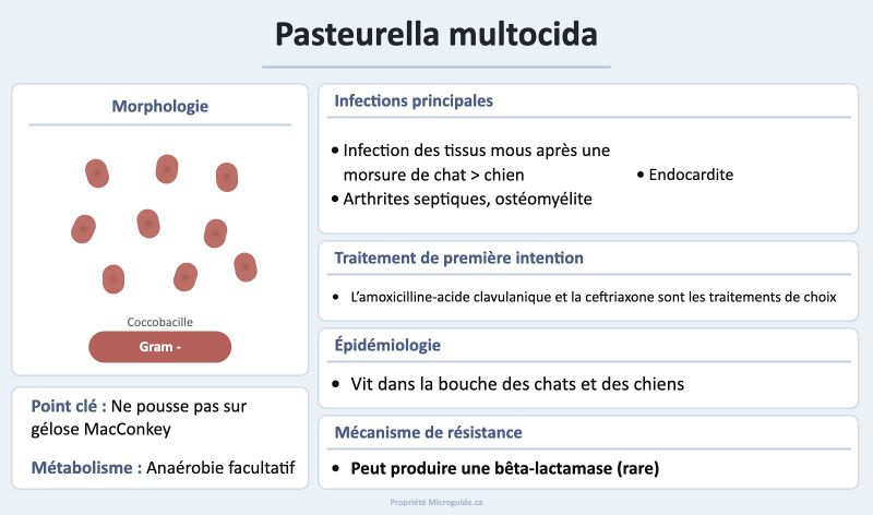 Fichier:Fiche - Pasteurella multocida.jpg