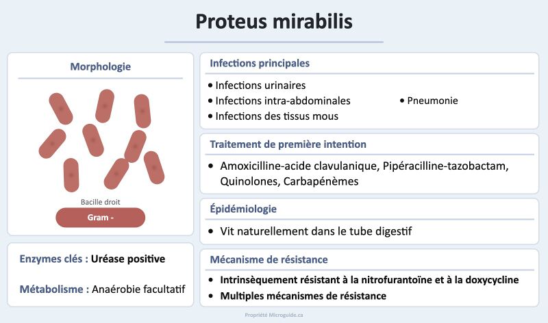 Fichier:Fiche - Proteus mirabilis.jpg