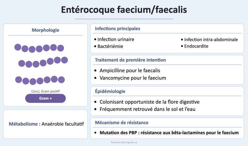 Fichier:Fiche - Entérocoque faecium-faecalis.jpg