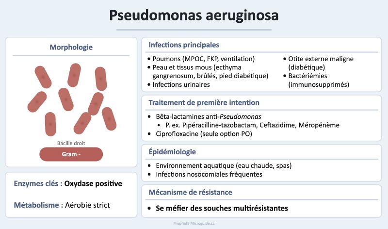 Fichier:Fiche - Pseudomonas aeruginosa.jpg