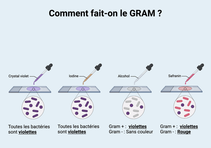 Les quatre étapes de la coloration de Gram