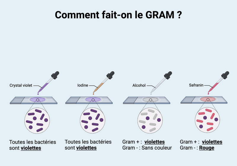 Fichier:Coloration-de-Gram.png