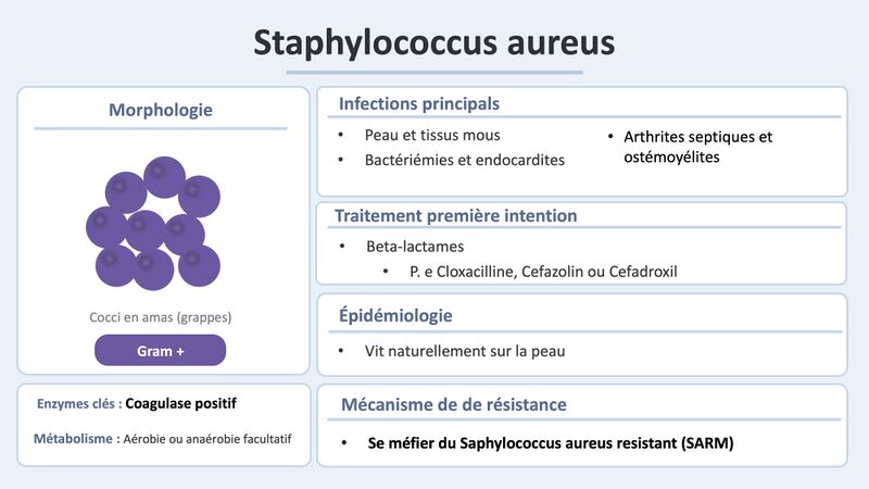 Fichier:Staph aureus 2.jpg
