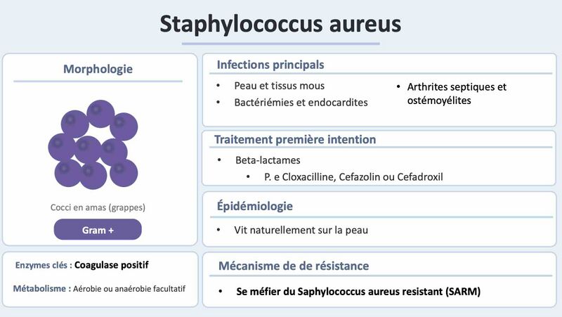 Fichier:Staph aureus 3.jpg
