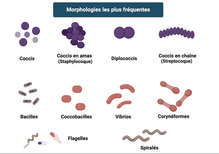 Morphologies bactériennes les plus fréquentes au Gram