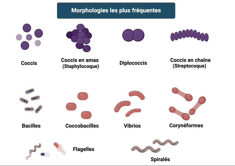 Fichier:Morphologies-gram.png