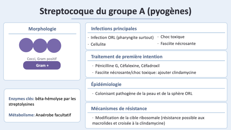 Fichier:Strep A.png