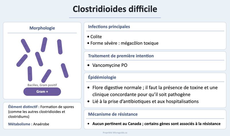 Fichier:Fiche - Clostridioides difficile.jpg