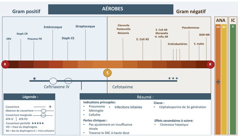 Fichier:Ceftriaxone2.jpg