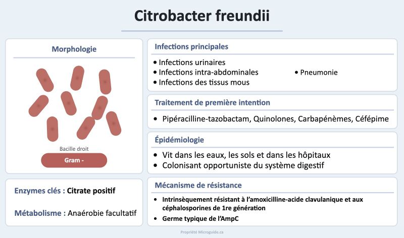 Fichier:Fiche - Citrobacter freundii.jpg