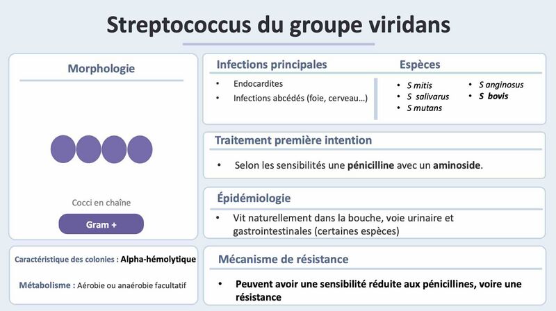 Fichier:S viridans 2.jpg