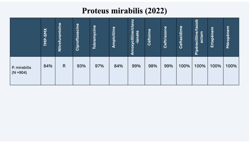 Fichier:R P mirabilis.jpg