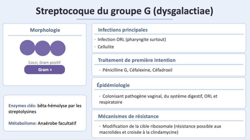 Fichier:Strep G.png