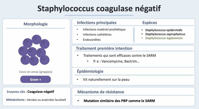 Fichier:SCN officiel.jpg